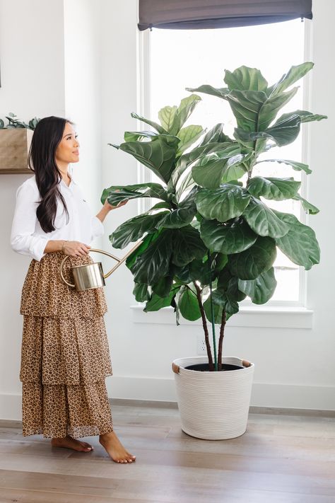 Large Fiddle Leaf Tree Living Room, Fiddle Leaf Tree Care, Fig Leaf Tree, Small Townhouse, 2022 Christmas List, Fiddle Fig Tree, Fiddle Leaf Fig Care, Fiddle Tree, Fiddle Leaf Tree