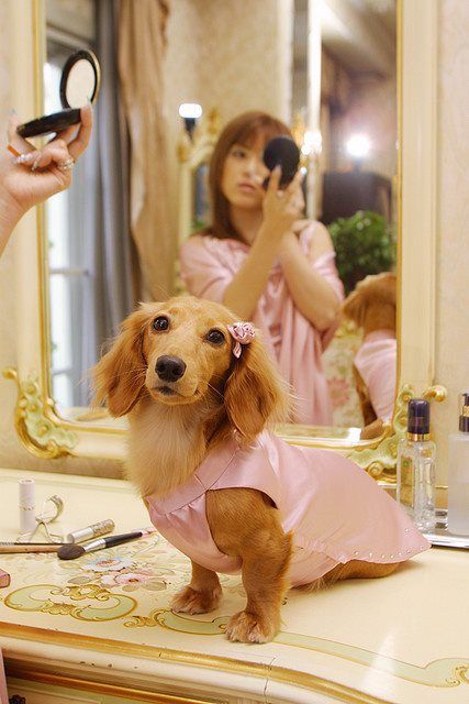 Cave Canem, Dachshund Funny, Cute Dog Pictures, Weenie Dogs, Mini Dachshund, Funny Dog Pictures, Dachshund Puppies, Dachshund Lovers, Dachshund Puppy