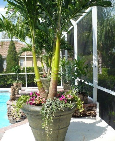 Tropical Landscape Design, Pictures, Remodel, Decor and Ideas - page 46 Potted Palm Trees, Potted Plants Patio, Pool Plants, Tropical Patio, Palm Trees Landscaping, Tropical Landscape Design, Potted Palms, Garden Tropical, Tattoo Plant