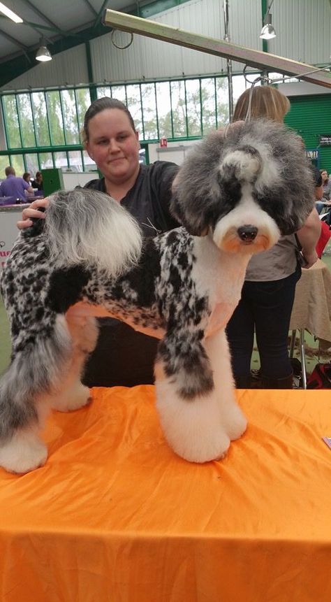 Aussiedoodle Grooming, Creative Dog Grooming, Dog Hair Dye, Anjing Poodle, Grooming Ideas, Fun Clip, Dog Grooming Styles, Poodle Haircut, Colorful Hairstyles