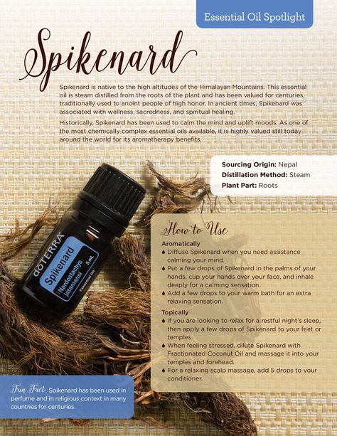 Spikenard Essential Oil Spotlight doTERRA Living Magazine Winter 2016 #doterra #spikenard #essential #oil Spikenard Essential Oil, Oils For Energy, Terra Essential Oils, Doterra Oils Recipes, Doterra Essential Oils Recipes, Essential Oil Remedy, Oil Remedies, Essential Oils Health, Oil Perfume