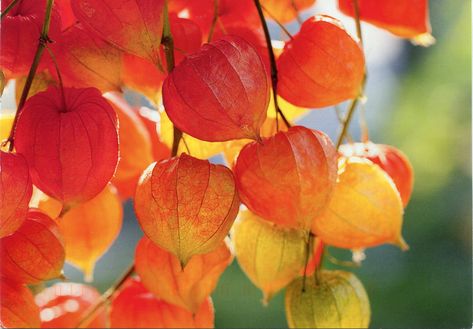 Physalis - chinese lantern plant Great for extending the season into late fall. Chinese Lanterns Plant, Cherry Plant, Rare Seeds, Chinese Lantern, Seed Saving, Tree Seeds, Chinese Lanterns, Herb Seeds, Seed Pods