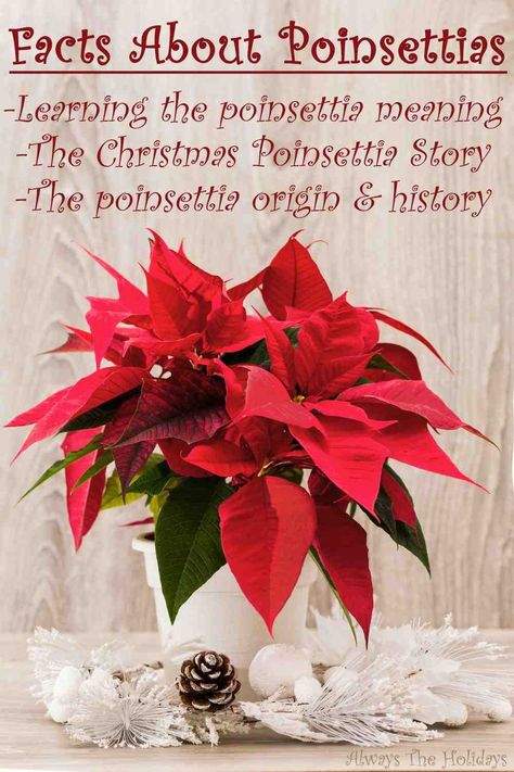 Now that Christmas time is here, let's learn all about one of the symbols of Christmas - the poinsettia! Head to Always The Holidays to learn poinsettia facts, the poinsettia meaning, origin, history and more!#poinsettias #christmasplants Legend Of Poinsettia, Pointessia Christmas, Poinsettia Meaning, Pointsetta Flower, Poinsettia Decorations, Legend Of The Poinsettia, Symbols Of Christmas, Poinsettia Care, Poinsettia Decor