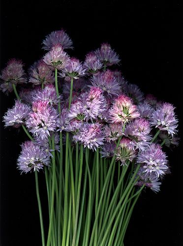 54356 Allium schoenoprasum Allium Schoenoprasum, Allium Flowers, Green Inspiration, Colorful Succulents, Flower Art Drawing, Midnight Garden, Playground Design, Plant Species, Botanical Flowers