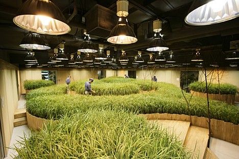 Pasona 02, an underground farm in Tokyo that was built back in 2005. Underground Garden, Agricultural Revolution, Farming Technology, Indoor Farming, Vertical Farming, Urban Agriculture, Banks Building, Indoor Gardens, Green Architecture