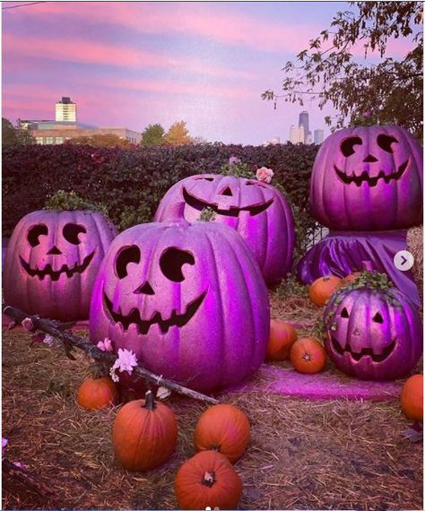 Purple Orange Aesthetic, Toddler Halloween Party, Pumpkin Varieties, Happy Halloween Day, Pumpkins Diy, Purple Pumpkin, Holiday Graphics, Purple Halloween, I Love Halloween