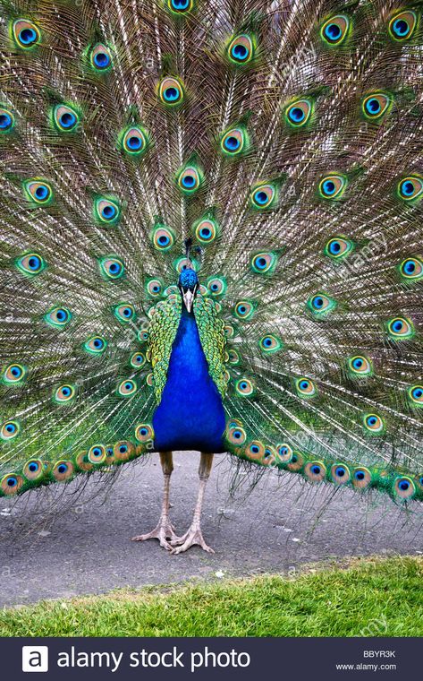 Male Peacock, Indian Blue, Blue Peacock, Majestic Animals, Peacock Blue, Peacocks, High Resolution, Rice, Stock Images