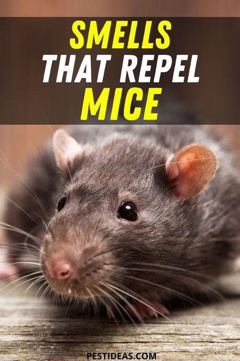 Deter Mice, Diy Mice Repellent, Mouse Deterrent, Mouse Poison, Repellent Diy, How To Deter Mice, Rat Repellent, Dead Mouse, Getting Rid Of Rats