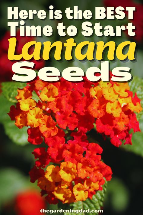 Growing Lantana From Seeds, Harvesting Lantana Seeds, Saving Lantana Seeds, How To Propagate Lantana, Lantana Seeds, Lantana Bush, Flowers From Seed, Lantana Flower, Mary Garden