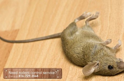 We offer expert service at the best price for pest control in the market. We specialize in mouse & mice control in the Aurora area. Dead Mouse, Parquet Floor, Pest Control Services, Reference Pictures, The Aurora, Rodents, Pest Control, Mice, Jdm