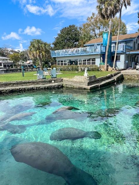 Crystal Lagoon, Swimming With Manatees, Manatee Florida, Warm Springs, Manatees, Crystal River, Wildlife Conservation, Ocean Themes, Water Views