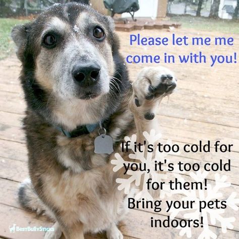 bring pets inside Cold Quotes, Its Cold, Cold Outside, Animal Quotes, Dog Stuff, Mans Best Friend, Animals Friends, Animals Beautiful, A Dog