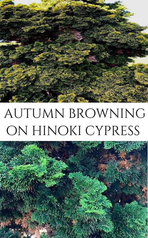 Hinoki Cypress Landscaping, Cypress Landscaping, Hinoki Cypress, Garden Problems, Garden Trees, Shades Of Yellow, Browning, Gardening Tips, Landscape Design