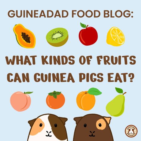 Guinea Pig Vegetable List, Guinea Pig Food List, Pig Ideas, Pig Care, Guinea Pig Food, Pigs Eating, Fruit Names, List Of Vegetables, Kinds Of Fruits