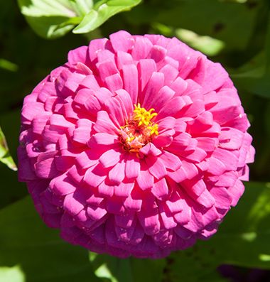 Uproar Rose Zinnia Elegans, Making Plant Pots, Zinnia Flowers, Flower Company, Plant Spacing, Fresh Cut Flowers, Flower Display, Bulb Flowers, Flower Farm