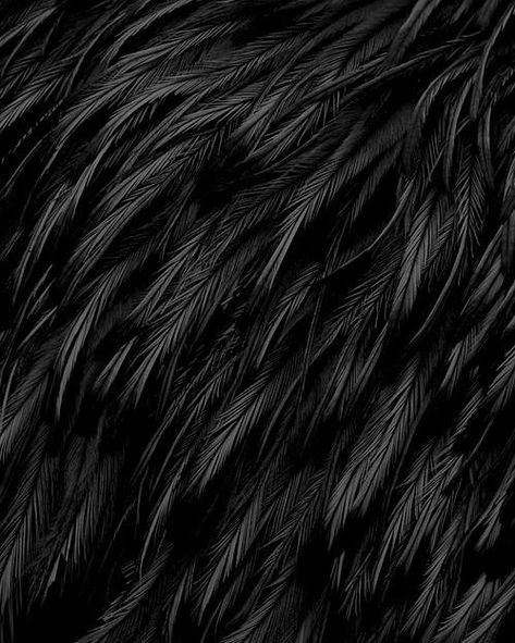 Feather Texture, Yennefer Of Vengerberg, Fur Texture, Black Gold Jewelry, Most Beautiful Wallpaper, Black Phone Wallpaper, Black Wallpaper Iphone, Black Feathers, Black Textures