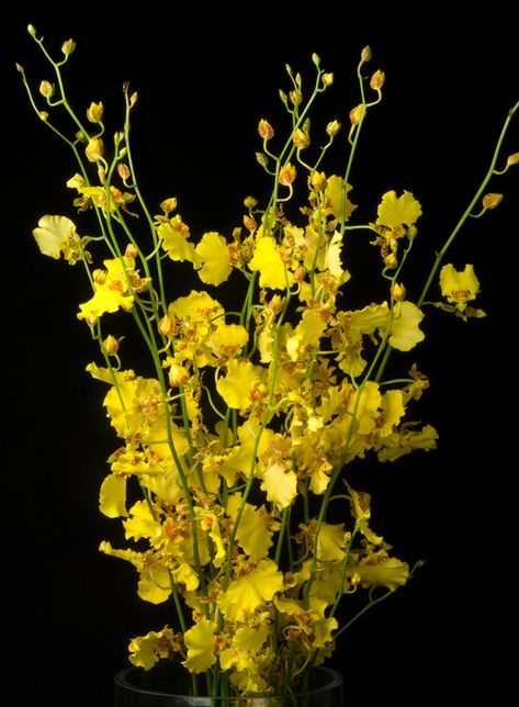 This is an arrangement featuring yellow oncidium orchids.  See our entire selection at www.starflor.com.  To purchase any of our floral selections, as gifts or décor, please call us at 800.520.8999 or visit our e-commerce portal at www.Starbrightnyc.com. This composition of flowers is generally available for same day delivery in New York City (NYC). OR088 Orchid Yellow, Oncidium Orchids, Cocktail Tables, Same Day Delivery, E Commerce, Flower Designs, Orchids, Portal, York City