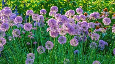 When to Plant Allium Bulbs Allium Bulbs, When To Plant, Plants