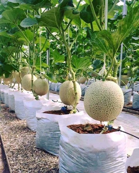 Melones Growing Melons, Vertical Vegetable Gardens, Vegetable Garden For Beginners, Backyard Vegetable Gardens, Vegetable Gardens, Garden Types, Veg Garden, Have Inspiration, Vegetable Garden Design