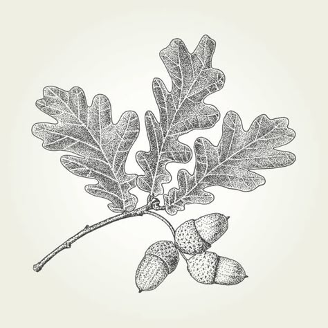 9,055 Oak Acorn Illustrations & Clip Art - iStock Acorns Drawing, Cool Hat Designs, Oak Wallpaper, Oak Leaf Tattoos, Acorn Drawing, Forest Wreath, Branch Drawing, Wreath Tattoo, Oak Leaves And Acorns