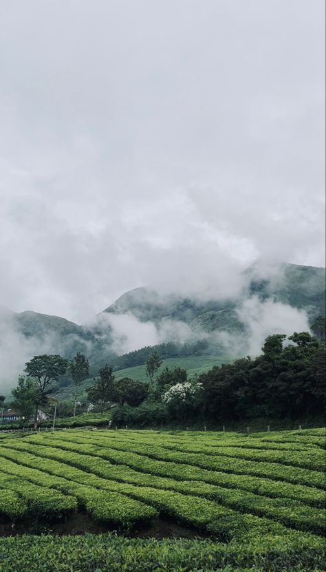 Munnar Photography Kerala, Munnar Photography, Nature Photography Quotes, Indian Hills, Cool Galaxy Wallpapers, Anime Lock Screen Wallpapers, Gorgeous Doors, Phone Background Patterns, Munnar