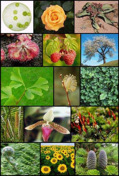 rasheeda:                              Heterotrophic nutriti... Nutrition In Plants, Plant Classification, Solar Energy Diy, Acer Palmatum, Plant Images, House Plant Care, Plant Species, All About Plants, Types Of Plants