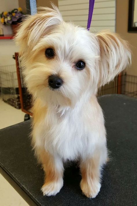 Looks like Sophie! Morkie Haircuts, Maltese Yorkie Mix, Morkie Dogs, Puppy Haircut, Yorkie Haircuts, Dog Grooming Styles, Morkie Puppies, Short Haired Dogs, Yorkie Mix