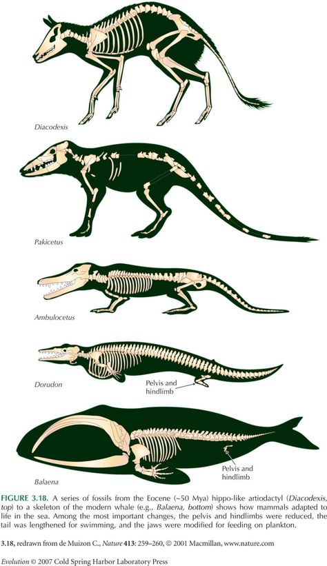 Scientific Illustration : Photo Whale Evolution, Skeleton Diagram, Animal Skeletons, Ancient Animals, Paleo Art, Extinct Animals, Types Of Animals, Prehistoric Creatures, Charles Darwin