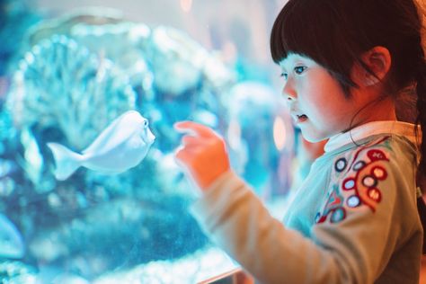 Here are the key factors to help a child or teen start out with his first aquarium and learn about tank selection, decorations and more. Kids Aquarium, Travel Magazine Cover, Girls Beds, Big Aquarium, Betta Tank, Museum Gift, Flying Toys, Buy Fish, Reptiles Pet