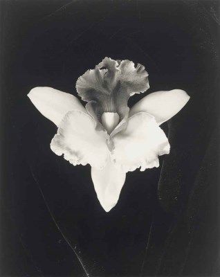 Robert Mapplethorpe Photography, Fashion Gone Rouge, Robert Mapplethorpe, Black And White Photograph, Gelatin Silver Print, Inspiration Photography, Oldenburg, Art Walk, Black White Photos