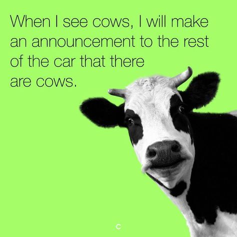 When I see cows, I will make an announcement to the rest of the car that there are cows. Great Memes, Cows Funny, E Card, Bones Funny, Funny Comics, Baby Announcement, Make Me Smile, Just In Case, Funny Quotes