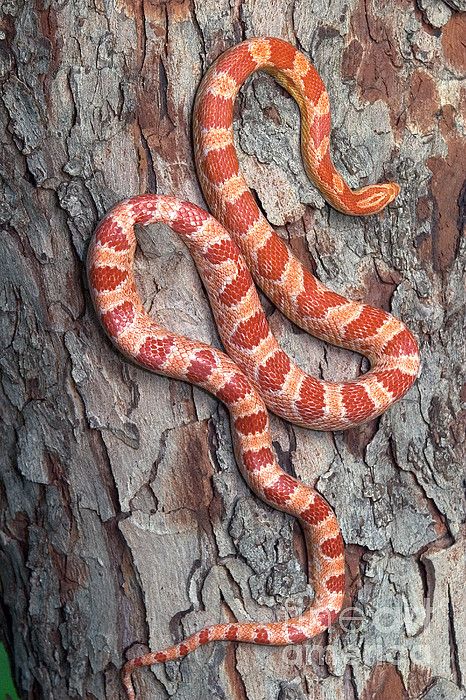 Okeetee Corn Snake, Corn Snakes, Hognose Snake, Pretty Snakes, Colorful Snakes, Corn Snake, Snake Lovers, Cute Reptiles, Pet Snake