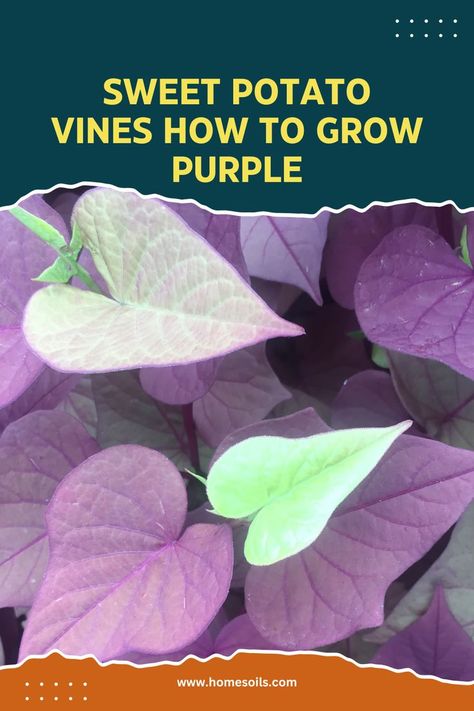 sweet potato vines how to grow purple Sweet Potato Plant Vine, Sweet Potato Vines, Living Wall Garden, Sweet Potato Plant, Growing Sweet Potatoes, Canning Sweet Potatoes, Sweet Potato Vine, Purple Potatoes, Potato Vines