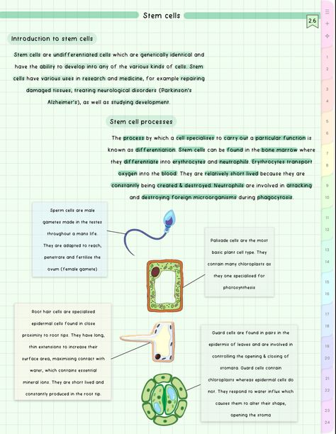 cute aesthetic biology notes Aesthetic Biology Notes, Aesthetic Biology, Bio Notes, Aesthetic School, Biology Notes, Cell Biology, School Things, Cute Aesthetic, School Notes