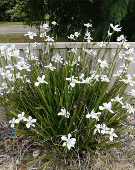 African Iris, Australian Native Garden, Wild Iris, Waterwise Garden, Australian Garden, Australian Native Plants, Moon Garden, Landscape Designs, Low Maintenance Garden