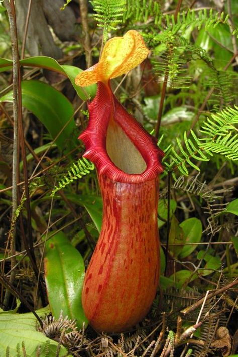 Pitcher Plant- Like the Venus Fly Trap, the Pitcher plant also survives by eating insects. Commonly found in Newfoundland Canada Flytrap Plant, Insect Eating Plants, Insectivorous Plant, Pitcher Plants, Venus Flytrap, Newfoundland Canada, Fly Trap, Pitcher Plant, Venus Fly Trap