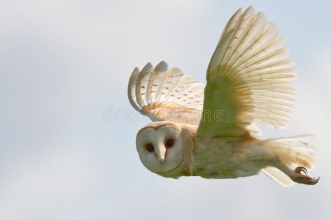 Barn Owl. Flying in sky , #spon, #Owl, #Barn, #sky, #Flying #ad Barn Owl Pictures, Owl Png, Owl Canvas, Owl Photos, Owl Pictures, White Owl, Free Art Prints, Owl Bird, Medical Illustration