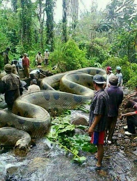 World Biggest Snake, World's Largest Snake, Giant Anaconda, Anaconda Snake, Snake Facts, Snake In The Grass, Giant Snake, Largest Snake, Amazon River