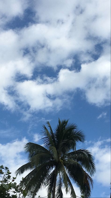 Pokok Aesthetic, Palm Trees Wallpaper, Sky Photography Nature, Cute Photography, Macbook Wallpaper, Coconut Tree, Aesthetic Photography Nature, Photography Nature, Disney Drawings