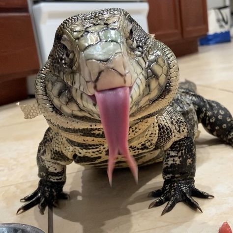 Tegu Lizard, Cute Lizard, Reptile Room, Cute Reptiles, Interesting Animals, Reptiles Pet, Pretty Animals, Silly Animals, Reptiles And Amphibians