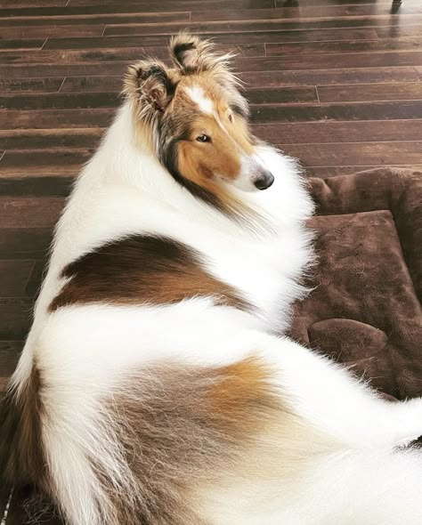 Liam Rough Collie Aesthetic, 2 Dobermans, Best Farm Dogs, Rough Collie Puppy, Rough Collies, Smooth Collie, Dogs Photos, Sheltie Dogs, Farm Dogs