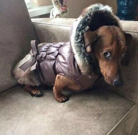 17 Pics That Prove Dachshunds Are Not The Funniest Dogs Everyone Says They Are | Page 2 of 5 | The Paws Puppies Dachshund, Dachshund Breed, Clever Dog, Wiener Dogs, Weiners, Popular Dog Breeds, Most Popular Dog Breeds, Weenie Dogs, Dachshund Puppies