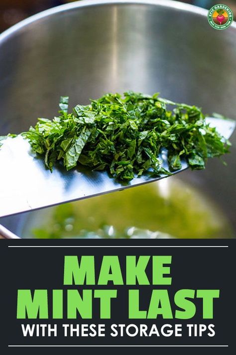 Harvesting Mint Leaves, How To Store Mint Leaves, How To Harvest Mint, Mint Harvesting, Harvesting Mint, Harvest Mint, Mint Recipes Fresh, Growing Mint Indoors, Growing Herbs At Home