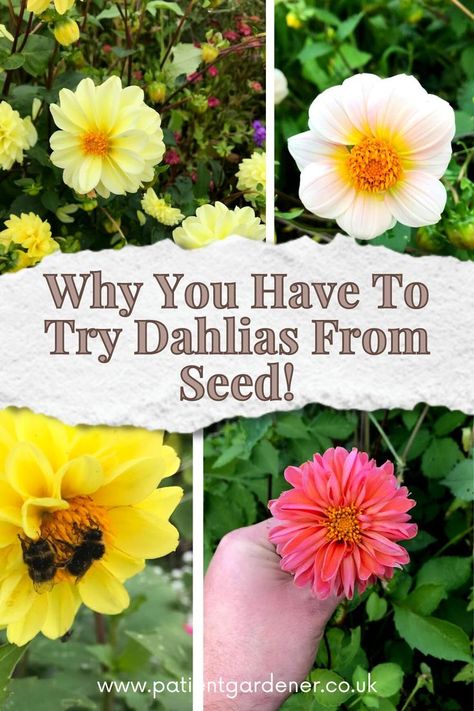 grow dahlias from seed Flowers From Seed, Grow Dahlias, Seed Growing, Sowing Seeds, Vegetable Garden Tips, Growing Dahlias, Dahlia Flower, Perennial Plants, Flower Seeds