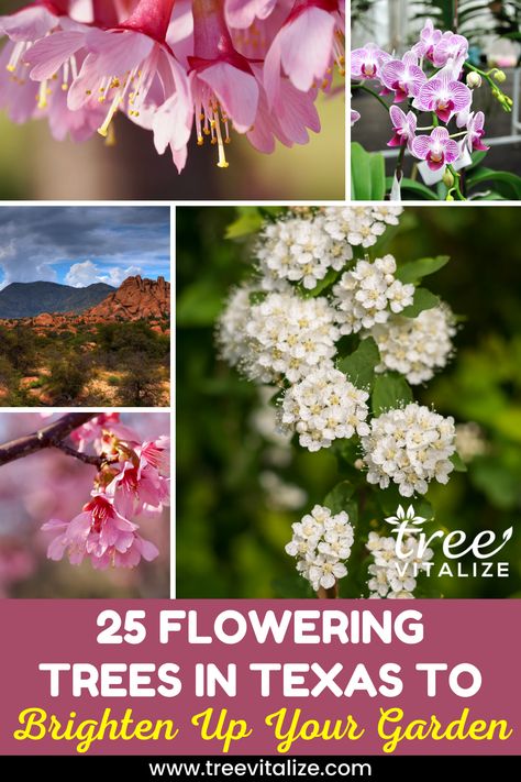 25 Flowering Trees in Texas to Brighten Up Your Garden Southern Texas Landscaping, West Texas Landscape, Texas Gardens, Yard Trees, Suburban Homestead, Texas Trees, White Flowering Trees, Chinese Tree, Texas Landscaping