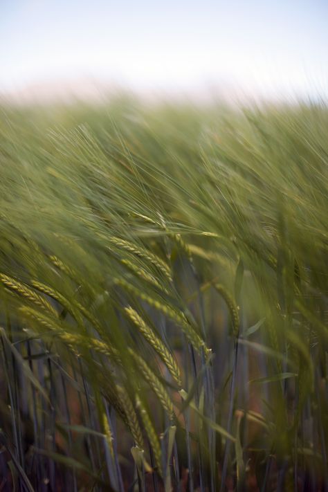 Wheat Photography, Meadow Plants, Barley Field, Wanaka New Zealand, Guinness, Material Design, Barley, Aesthetic Photography, New Life