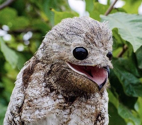 Great Potoo, The Ghost, Ghost