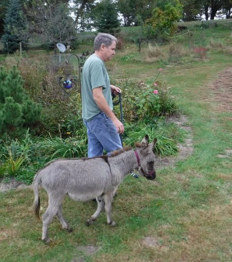 Uses For Miniature Donkeys - Sunny G Acres Miniature Donkey Shelter, Mini Donkey Shelter, Minature Donkeys, Minature Donkey, Farm Goals, Donkey Care, Mini Donkeys, Miniature Donkeys, Small Holding