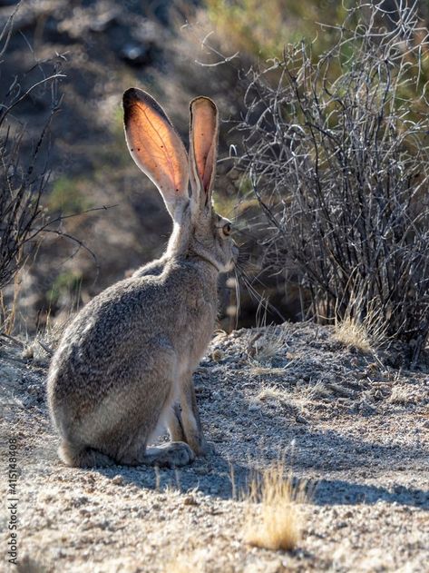 Jack Rabbit, Mammals, Cool Designs, Animals