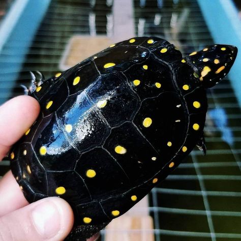 Spotted Turtle! "Clemmys guttata" this male is exceptional!!!!!!!!!!!! #reptiles Turtle Species, Turtle Reference Photo, Yellow Footed Tortoise, Pinta Island Tortoise, Spotted Turtle, Types Of Turtles, Water Turtle, Kawaii Turtle, Land Turtles